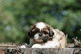 SHIH TZU 352